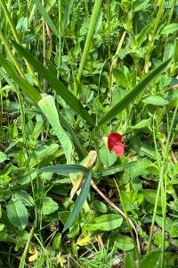 <i>Lathyrus sphaericus</i>