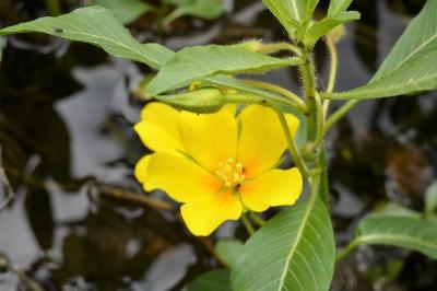 <i>Ludwigia grandiflora</i>