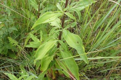 <i>Saponaria officinalis</i>