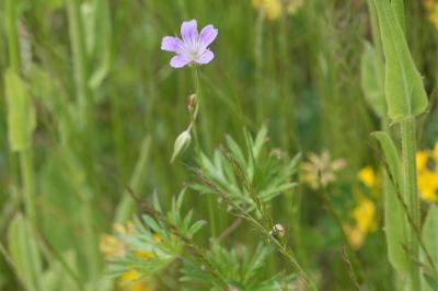 <i>Geranium columbinum</i>