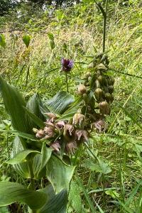 <i>Epipactis helleborine</i>