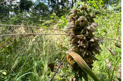<i>Epipactis helleborine</i>