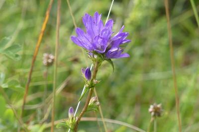 <i>Campanula glomerata</i>