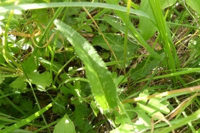 <i>Campanula glomerata</i>