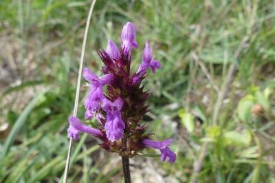 <i>Betonica officinalis</i>