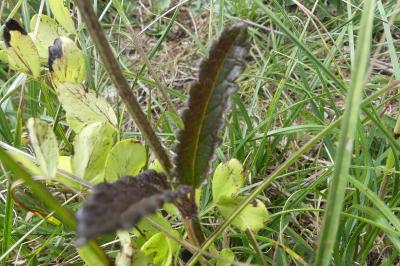 <i>Betonica officinalis</i>