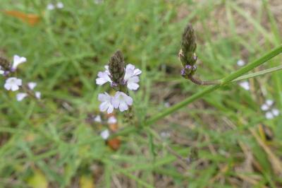 <i>Verbena officinalis</i>