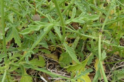 <i>Verbena officinalis</i>