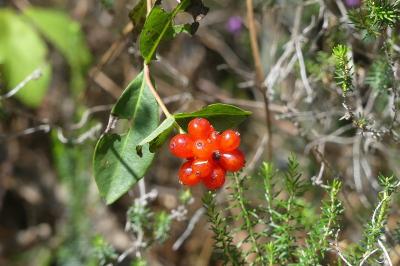 <i>Lonicera caprifolium</i>