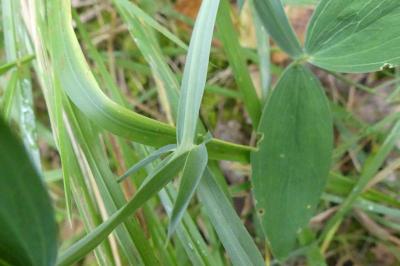 <i>Lathyrus latifolius</i>