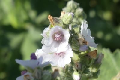 <i>Althaea officinalis</i>