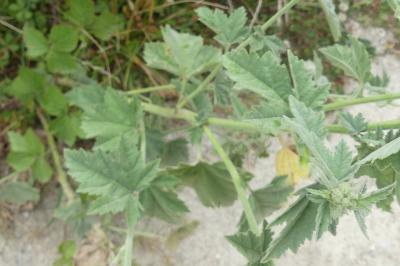 <i>Althaea officinalis</i>