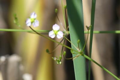 <i>Alisma plantago-aquatica</i>