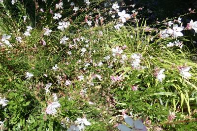 <i>Oenothera lindheimeri</i>