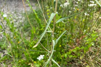 <i>Lactuca saligna</i>