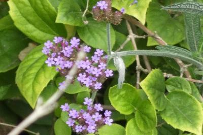 <i>Verbena bonariensis</i>