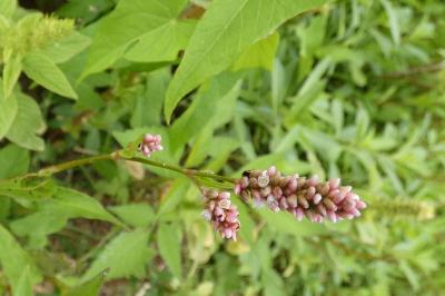<i>Persicaria lapathifolia</i>