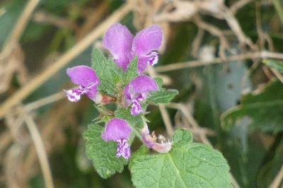 <i>Lamium maculatum</i>
