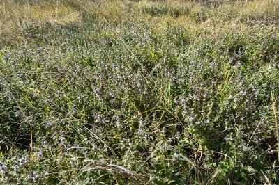 <i>Mentha arvensis</i>
