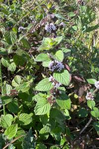 <i>Mentha arvensis</i>