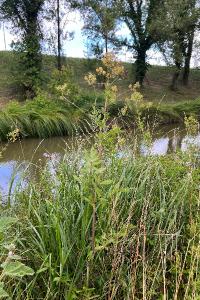 <i>Thalictrum flavum</i>