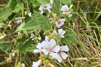 <i>Althaea officinalis</i>