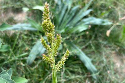 <i>Echinochloa crus-galli</i>