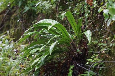 <i>Asplenium scolopendrium</i>