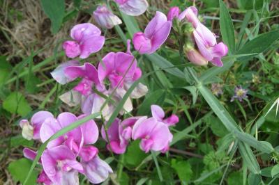 Lathyrus latifolius