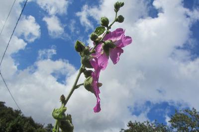 <i>Alcea rosea</i>