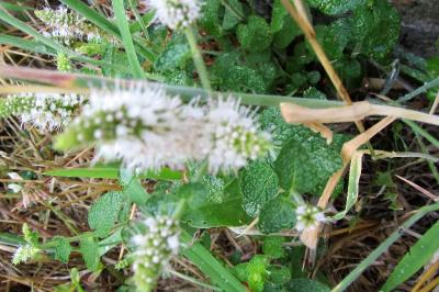 <i>Mentha suaveolens</i>