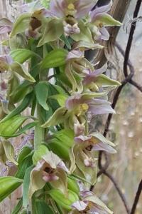<i>Epipactis helleborine</i>