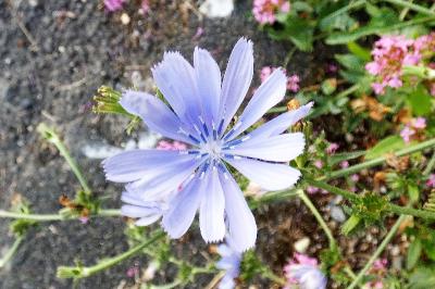<i>Cichorium intybus</i>