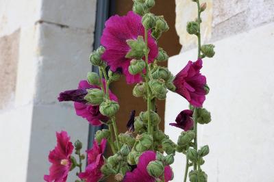 <i>Alcea rosea</i>