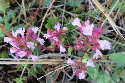 <i>Origanum vulgare</i>