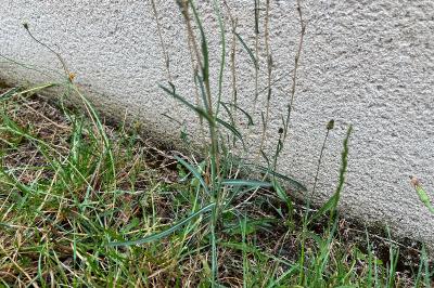 <i>Lactuca saligna</i>