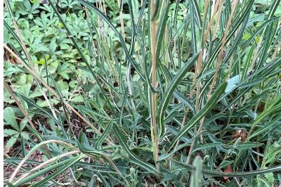<i>Lactuca saligna</i>