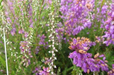 <i>Calluna vulgaris</i>