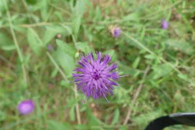 <i>Centaurea nigra</i>