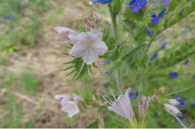 <i>Echium vulgare</i>