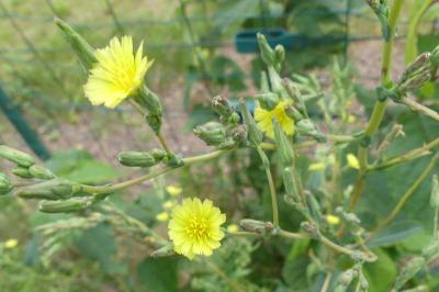 <i>Lactuca serriola</i>