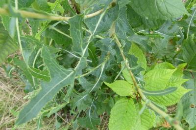 <i>Lactuca serriola</i>