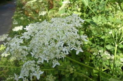 <i>Heracleum sphondylium</i>