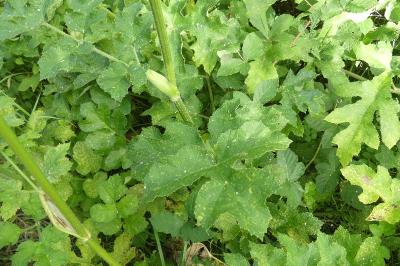 <i>Heracleum sphondylium</i>