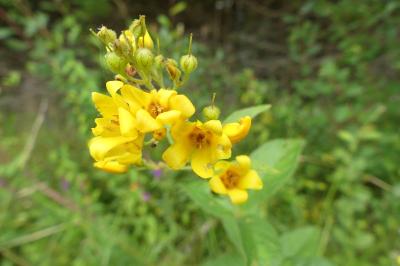 <i>Lysimachia vulgaris</i>