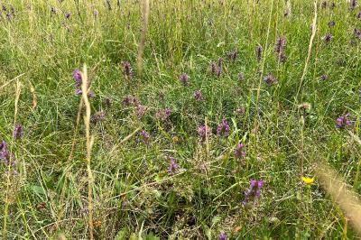 <i>Betonica officinalis</i>