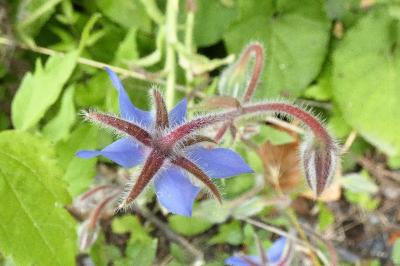 <i>Borago officinalis</i>