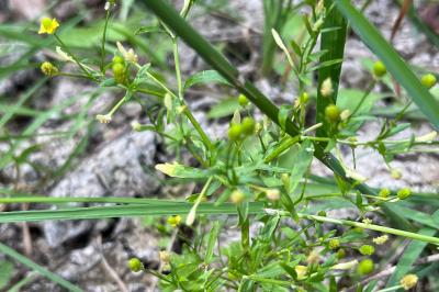 <i>Ranunculus sceleratus</i>
