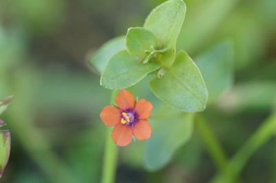 <i>Lysimachia arvensis</i>