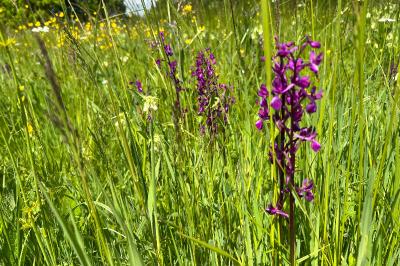 <i>Anacamptis laxiflora</i>